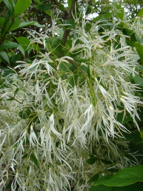 Chionanthus virginicus